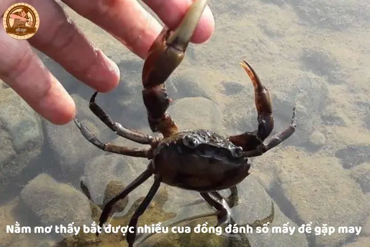 Giải Mã Ý Nghĩa Giấc Mơ Bắt Được Nhiều Cua Và Con Số Đánh Đề Liên Quan Giải Mã Ý Nghĩa Giấc Mơ Bắt Được Nhiều Cua Và Con Số Đánh Đề Liên Quan