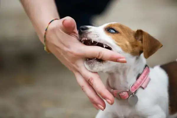 Giải Mã Giấc Mơ Bị Chó Cắn Vào Tay: Ý Nghĩa, Cảnh Báo Và Cách Đối Phó Giải Mã Giấc Mơ Bị Chó Cắn Vào Tay: Ý Nghĩa, Cảnh Báo Và Cách Đối Phó