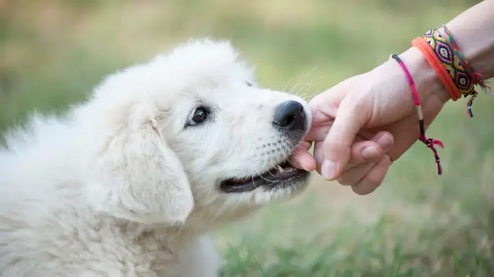 Giải Mã Giấc Mơ Bị Chó Cắn Vào Tay: Ý Nghĩa, Cảnh Báo Và Cách Đối Phó Giải Mã Giấc Mơ Bị Chó Cắn Vào Tay: Ý Nghĩa, Cảnh Báo Và Cách Đối Phó