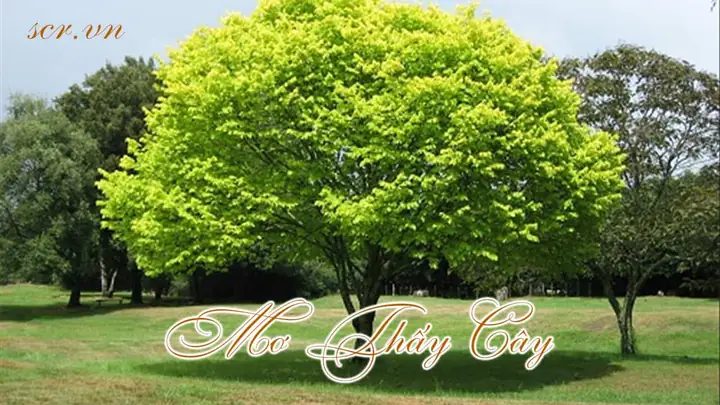 Giải Mã Giấc Mơ Thấy Ăn Bắp Luộc: Ý Nghĩa Điềm Báo Và Con Số May Mắn Giải Mã Giấc Mơ Thấy Ăn Bắp Luộc: Ý Nghĩa Điềm Báo Và Con Số May Mắn