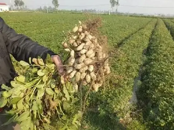 Giải Mã Ý Nghĩa Giấc Mơ Thấy Ăn Lạc Sống: Điềm Báo Và Con Số May Mắn
