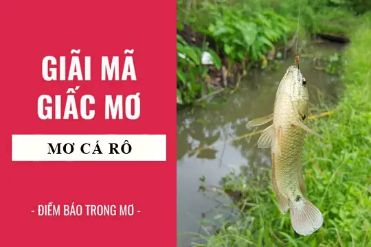 Giải Mã Giấc Mơ Nằm Mơ Thấy Bắt Cá Rô Đồng: Ý Nghĩa, Điềm Báo Và Con Số May Mắn Giải Mã Giấc Mơ Nằm Mơ Thấy Bắt Cá Rô Đồng: Ý Nghĩa, Điềm Báo Và Con Số May Mắn
