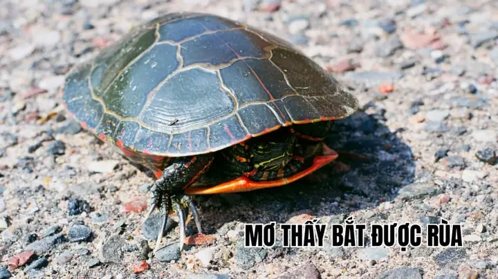 Giải Mã Ý Nghĩa Giấc Mơ Nằm Mơ Thấy Bắt Được Rùa Và Gợi Ý Con Số May Mắn Giải Mã Ý Nghĩa Giấc Mơ Nằm Mơ Thấy Bắt Được Rùa Và Gợi Ý Con Số May Mắn