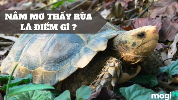 Giải Mã Ý Nghĩa Giấc Mơ Nằm Mơ Thấy Bắt Được Rùa Và Gợi Ý Con Số May Mắn Giải Mã Ý Nghĩa Giấc Mơ Nằm Mơ Thấy Bắt Được Rùa Và Gợi Ý Con Số May Mắn