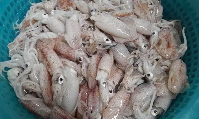 Giải Mã Ý Nghĩa Điềm Báo Và Con Số Lô Đề Của Giấc Mơ Nằm Mơ Thấy Bắt Mực Giải Mã Ý Nghĩa Điềm Báo Và Con Số Lô Đề Của Giấc Mơ Nằm Mơ Thấy Bắt Mực