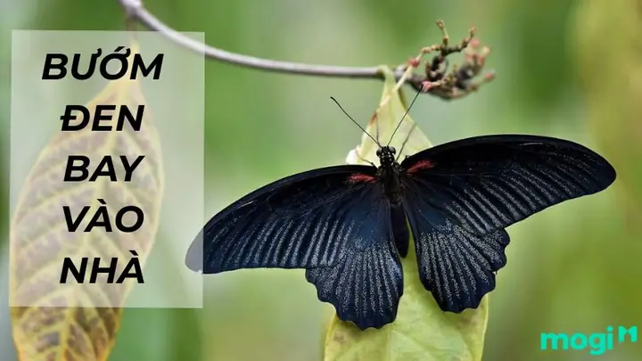 Giải Mã Ý Nghĩa Nằm Mơ Thấy Bướm Đen: Điềm Báo Tâm Linh, Tình Cảm Và Lời Cảnh Báo Giải Mã Ý Nghĩa Nằm Mơ Thấy Bướm Đen: Điềm Báo Tâm Linh, Tình Cảm Và Lời Cảnh Báo