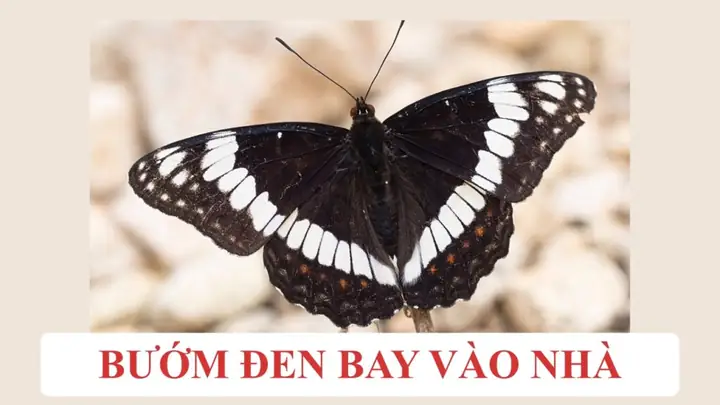 Giải Mã Ý Nghĩa Nằm Mơ Thấy Bướm Đen: Điềm Báo Tâm Linh, Tình Cảm Và Lời Cảnh Báo Giải Mã Ý Nghĩa Nằm Mơ Thấy Bướm Đen: Điềm Báo Tâm Linh, Tình Cảm Và Lời Cảnh Báo