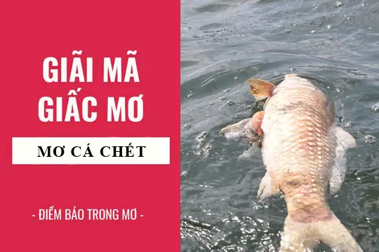 Giải Mã Giấc Mơ Thấy Cá Chết Nhiều: Điềm Báo Gì Và Đánh Số Mấy? Giải Mã Giấc Mơ Thấy Cá Chết Nhiều: Điềm Báo Gì Và Đánh Số Mấy?