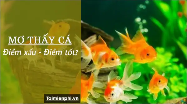 Nằm Mơ Thấy Cá: Các Con Số May Mắn Và Ý Nghĩa Chi Tiết