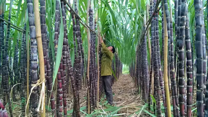 Giải Mã Giấc Mơ Thấy Cây Mía Tím: Ý Nghĩa Điềm Báo Và Con Số Đánh Đề Giải Mã Giấc Mơ Thấy Cây Mía Tím: Ý Nghĩa Điềm Báo Và Con Số Đánh Đề