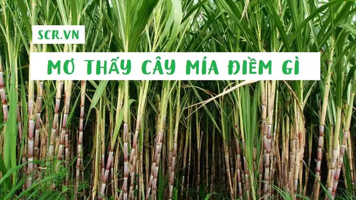 Giải Mã Giấc Mơ Thấy Cây Mía Tím: Ý Nghĩa Điềm Báo Và Con Số Đánh Đề Giải Mã Giấc Mơ Thấy Cây Mía Tím: Ý Nghĩa Điềm Báo Và Con Số Đánh Đề