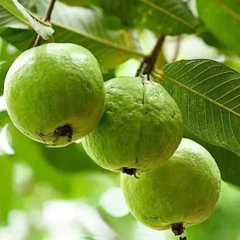 Nằm Mơ Thấy Cây Nhãn Sai Quả: Ý Nghĩa, Điểm Báo Và Cách Giải Mã