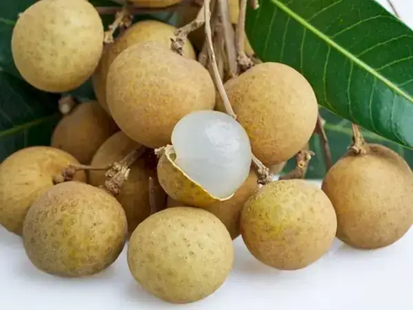 Nằm Mơ Thấy Cây Nhãn Sai Quả: Ý Nghĩa, Điểm Báo Và Cách Giải Mã
