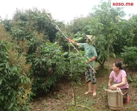 Nằm Mơ Thấy Cây Nhãn Sai Quả: Ý Nghĩa, Điểm Báo Và Cách Giải Mã