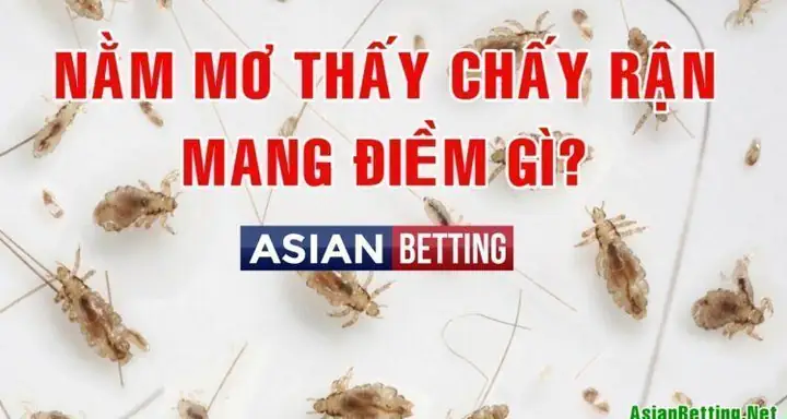 Nằm Mơ Thấy Chấy Rận Là Điềm Gì? Giải Mã Ý Nghĩa Và Con Số Lô Đề Nằm Mơ Thấy Chấy Rận Là Điềm Gì? Giải Mã Ý Nghĩa Và Con Số Lô Đề
