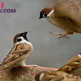 Nằm Mơ Thấy Chim Đánh Số Gì? Ý Nghĩa, Con Số May Mắn Và Cách Giải Mã Chi Tiết