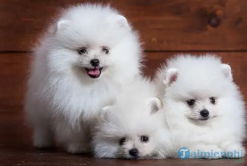 Giải Mã Giấc Mơ Thấy Chó Trắng: Điềm Báo Lành Hay Dữ Và Con Số May Mắn Giải Mã Giấc Mơ Thấy Chó Trắng: Điềm Báo Lành Hay Dữ Và Con Số May Mắn