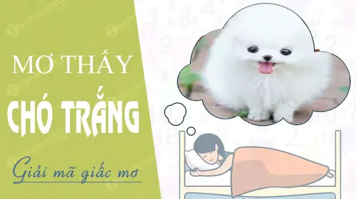 Giải Mã Giấc Mơ Thấy Chó Trắng: Điềm Báo Lành Hay Dữ Và Con Số May Mắn Giải Mã Giấc Mơ Thấy Chó Trắng: Điềm Báo Lành Hay Dữ Và Con Số May Mắn