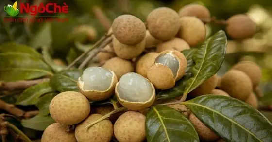 Giải Mã Nằm Mơ Thấy Chùm Nhãn: Ý Nghĩa Điềm Báo Và Con Số May Mắn Nên Đánh Giải Mã Nằm Mơ Thấy Chùm Nhãn: Ý Nghĩa Điềm Báo Và Con Số May Mắn Nên Đánh