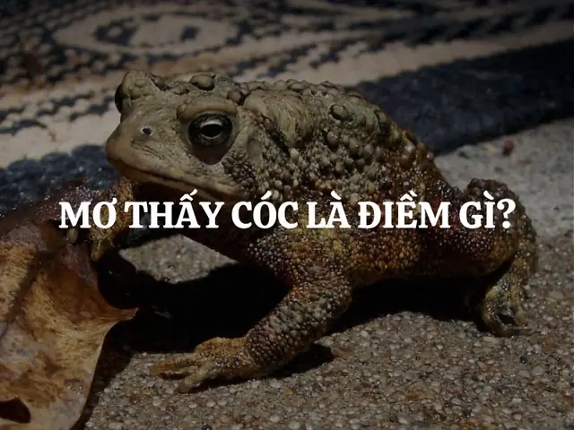 Giải Mã Giấc Mơ Thấy Con Cóc: Điềm Báo Ý Nghĩa Và Con Số May Mắn Theo Phong Thủy Giải Mã Giấc Mơ Thấy Con Cóc: Điềm Báo Ý Nghĩa Và Con Số May Mắn Theo Phong Thủy