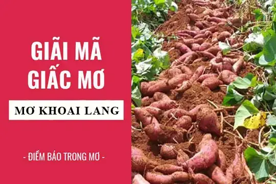 Giải Mã Giấc Mơ Thấy Củ Khoai Từ: Ý Nghĩa, Điềm Báo Và Con Số Đánh Đề