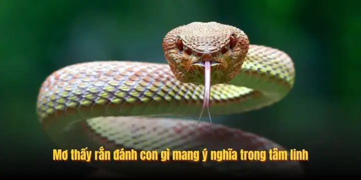 Giải Mã Giấc Mơ Đánh Ghen Chồng: Ý Nghĩa Điềm Báo Và Con Số Liên Quan Cho Người Nằm Mơ