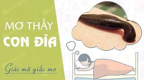 Giải Mã Giấc Mơ Thấy Đỉa Đánh Số Gì: Ý Nghĩa, Con Số May Mắn Và Cách Giải Thích Chi Tiết
