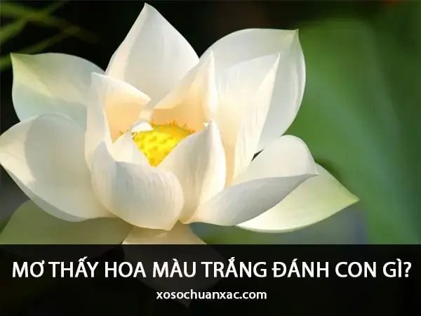 Giải Mã Ý Nghĩa Nằm Mơ Thấy Hoa Sen Trắng: Điềm Lành, Tâm Linh Và Con Số May Mắn Giải Mã Ý Nghĩa Nằm Mơ Thấy Hoa Sen Trắng: Điềm Lành, Tâm Linh Và Con Số May Mắn