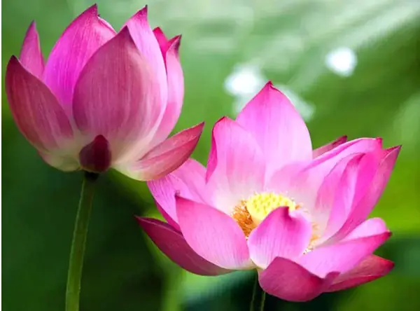 Giải Mã Ý Nghĩa Nằm Mơ Thấy Hoa Sen Trắng: Điềm Lành, Tâm Linh Và Con Số May Mắn Giải Mã Ý Nghĩa Nằm Mơ Thấy Hoa Sen Trắng: Điềm Lành, Tâm Linh Và Con Số May Mắn