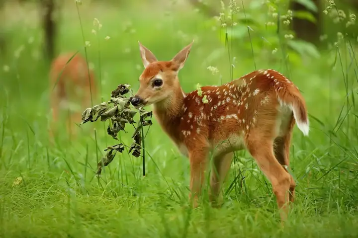Giải Mã Giấc Mơ Thấy Hươu Nai: Điềm Báo Tốt Hay Xấu Và Ý Nghĩa Chi Tiết Giải Mã Giấc Mơ Thấy Hươu Nai: Điềm Báo Tốt Hay Xấu Và Ý Nghĩa Chi Tiết