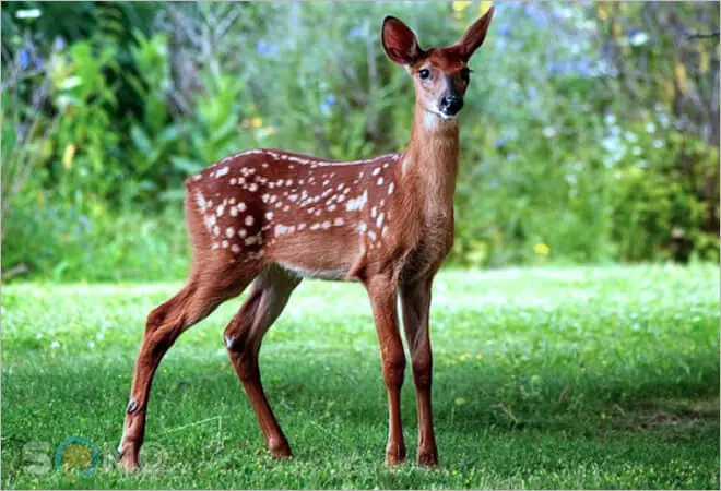 Giải Mã Giấc Mơ Thấy Hươu Nai: Điềm Báo Tốt Hay Xấu Và Ý Nghĩa Chi Tiết Giải Mã Giấc Mơ Thấy Hươu Nai: Điềm Báo Tốt Hay Xấu Và Ý Nghĩa Chi Tiết