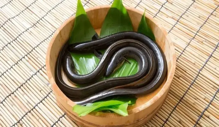 Giải Mã Giấc Mơ Thấy Lươn Và Cá: Điềm Báo, Ý Nghĩa Và Con Số May Mắn Giải Mã Giấc Mơ Thấy Lươn Và Cá: Điềm Báo, Ý Nghĩa Và Con Số May Mắn