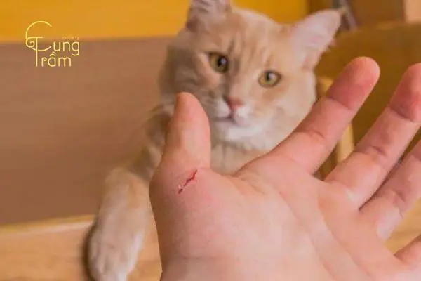Nằm Mơ Thấy Mèo Cắn Vào Tay: Ý Nghĩa, Dấu Hiệu Và Cách Giải Thích