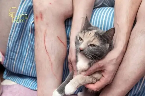 Nằm Mơ Thấy Mèo Cắn Vào Tay: Ý Nghĩa, Dấu Hiệu Và Cách Giải Thích