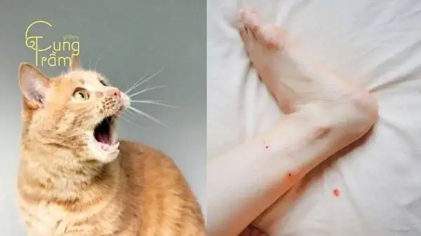 Nằm Mơ Thấy Mèo Cắn Vào Tay: Ý Nghĩa, Dấu Hiệu Và Cách Giải Thích
