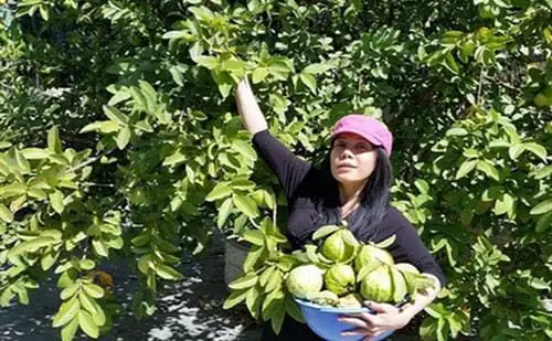Giải Mã Giấc Mơ Thấy Mua Ổi: Điềm Báo Lành Hay Dữ Và Con Số May Mắn Giải Mã Giấc Mơ Thấy Mua Ổi: Điềm Báo Lành Hay Dữ Và Con Số May Mắn
