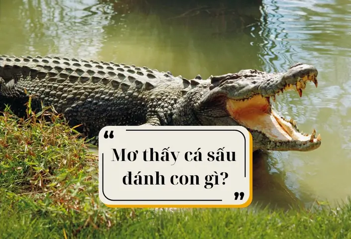 Giải Mã Nằm Mơ Thấy Nhiều Cá Sấu: Ý Nghĩa, Điềm Báo Và Con Số May Mắn Giải Mã Nằm Mơ Thấy Nhiều Cá Sấu: Ý Nghĩa, Điềm Báo Và Con Số May Mắn