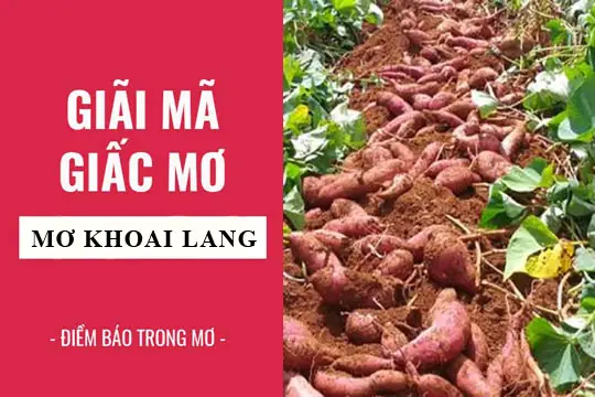 Giải Mã Ý Nghĩa Khi Nằm Mơ Thấy Nhiều Củ Khoai Lang – Tâm Linh, Tài Lộc Và Lời Khuyên Giải Mã Ý Nghĩa Khi Nằm Mơ Thấy Nhiều Củ Khoai Lang – Tâm Linh, Tài Lộc Và Lời Khuyên