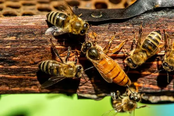 Nằm Mơ Thấy Ong Đánh Con Gì? Giải Đáp Chi Tiết Các Con Số May Mắn Và Ý Nghĩa