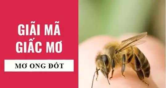 Giải Mã Điềm Báo Giấc Mơ Nằm Mơ Thấy Ong Vàng Đốt Và Con Số Đề Cho Bạn Giải Mã Điềm Báo Giấc Mơ Nằm Mơ Thấy Ong Vàng Đốt Và Con Số Đề Cho Bạn