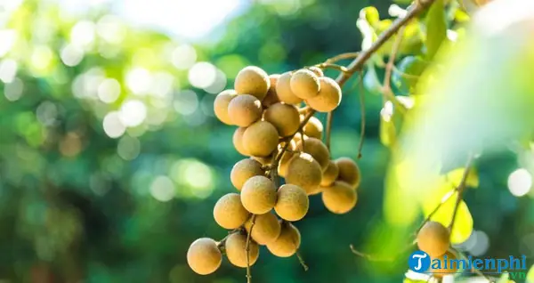 Giải Mã Giấc Mơ Thấy Quả Bí Đỏ: Ý Nghĩa, Điềm Báo Và Con Số May Mắn