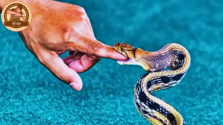 Giải Mã Giấc Mơ Thấy Rắn Cắn Người Thân: Ý Nghĩa, Dự Báo Và Cách Giải Thích Giải Mã Giấc Mơ Thấy Rắn Cắn Người Thân: Ý Nghĩa, Dự Báo Và Cách Giải Thích