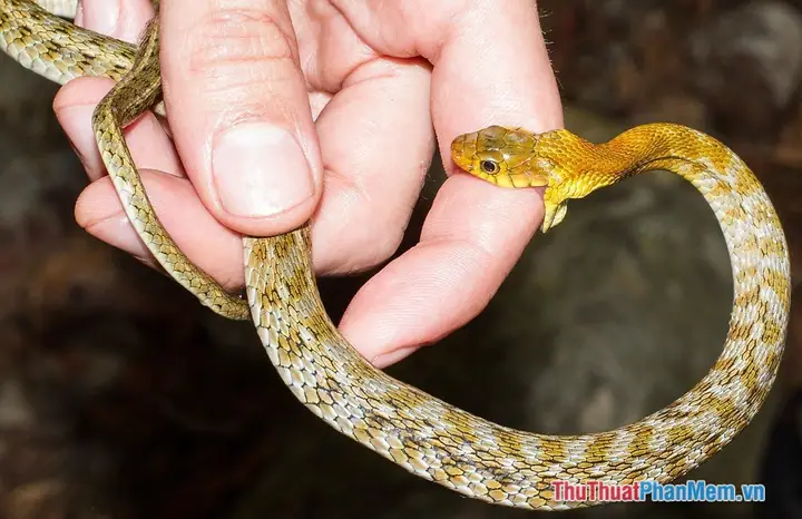 Giải Mã Giấc Mơ Thấy Rắn Cắn Người Thân: Ý Nghĩa, Dự Báo Và Cách Giải Thích Giải Mã Giấc Mơ Thấy Rắn Cắn Người Thân: Ý Nghĩa, Dự Báo Và Cách Giải Thích