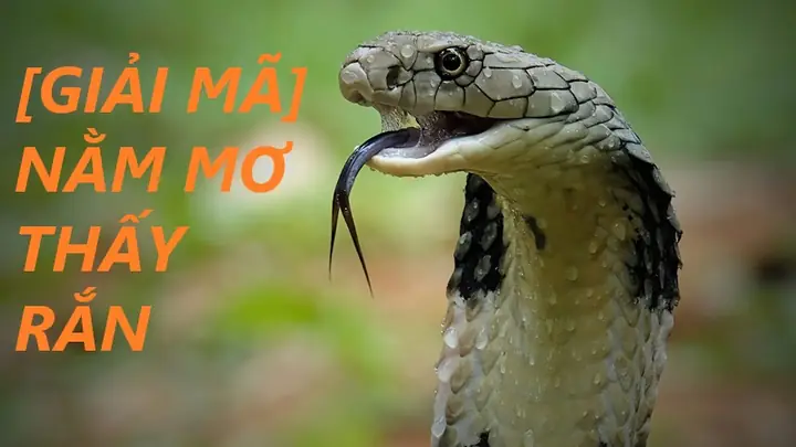 Nằm Mơ Thấy Rắn Đánh Số May: Ý Nghĩa, Các Con Số Đề Xuất Và Cách Giải Mã Chi Tiết
