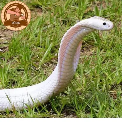 Giải Mã Nằm Mơ Thấy Rắn Trắng Cắn: Ý Nghĩa Giấc Mơ Và Điềm Báo Tốt Xấu Giải Mã Nằm Mơ Thấy Rắn Trắng Cắn: Ý Nghĩa Giấc Mơ Và Điềm Báo Tốt Xấu