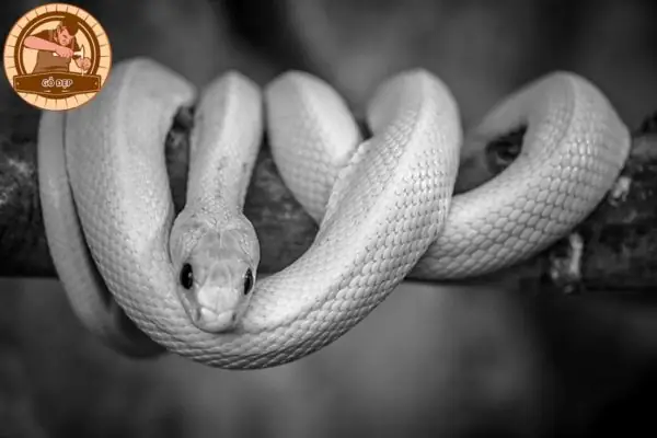 Giải Mã Nằm Mơ Thấy Rắn Trắng Cắn: Ý Nghĩa Giấc Mơ Và Điềm Báo Tốt Xấu Giải Mã Nằm Mơ Thấy Rắn Trắng Cắn: Ý Nghĩa Giấc Mơ Và Điềm Báo Tốt Xấu