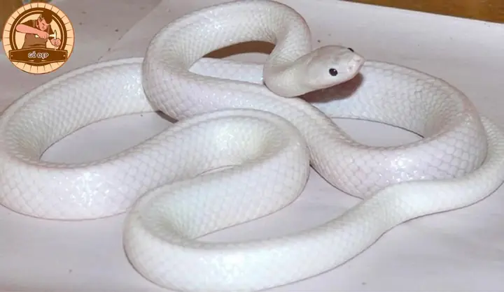 Giải Mã Giấc Mơ Thấy Rắn Trắng Nhỏ: Điềm Báo, Ý Nghĩa Và Con Số May Mắn Giải Mã Giấc Mơ Thấy Rắn Trắng Nhỏ: Điềm Báo, Ý Nghĩa Và Con Số May Mắn