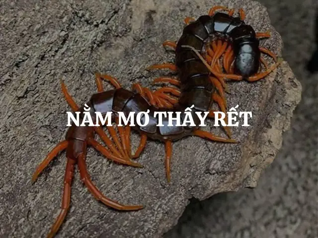 Nằm Mơ Thấy Rết Cắn Vào Tay: Ý Nghĩa, Lời Giải Và Con Số May Mắn Nằm Mơ Thấy Rết Cắn Vào Tay: Ý Nghĩa, Lời Giải Và Con Số May Mắn