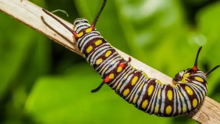 Giải Mã Giấc Mơ Thấy Sâu Bọ Trên Người: Ý Nghĩa, Điềm Báo Và Cách Ứng Phó Giải Mã Giấc Mơ Thấy Sâu Bọ Trên Người: Ý Nghĩa, Điềm Báo Và Cách Ứng Phó