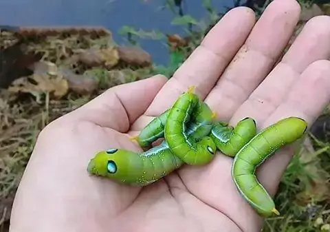 Giải Mã Giấc Mơ Thấy Sâu Bọ Trên Người: Ý Nghĩa, Điềm Báo Và Cách Ứng Phó Giải Mã Giấc Mơ Thấy Sâu Bọ Trên Người: Ý Nghĩa, Điềm Báo Và Cách Ứng Phó
